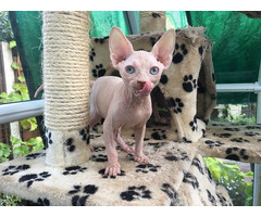 Gatitos Sphynx bien entrenados en venta